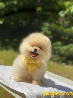 Ayıcık Yüzlü Pomeranian Boo 2