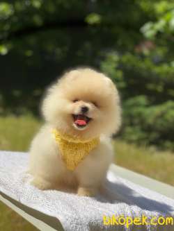 Ayıcık Yüzlü Pomeranian Boo