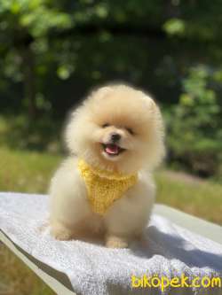 Ayıcık Yüzlü Pomeranian Boo 3