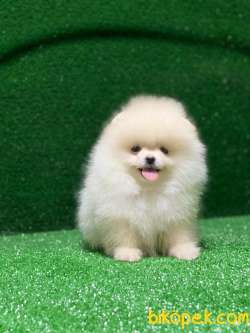 Ayıcık Pomeranian Boo 3