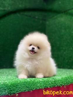 Ayıcık Pomeranian Boo 1