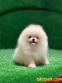 Ayıcık Pomeranian Boo 2