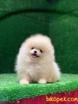 Ayıcık Pomeranian Boo