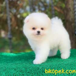 Ayıcık Yüzlü Pomeranian Boo 1