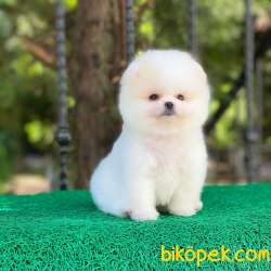 Ayıcık Yüzlü Pomeranian Boo 2