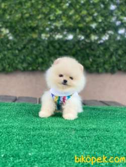 Ayıcık Yüzlü Pomeranian Boo