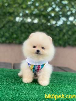 Ayıcık Yüzlü Pomeranian Boo 4