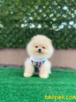 Ayıcık Yüzlü Pomeranian Boo 3