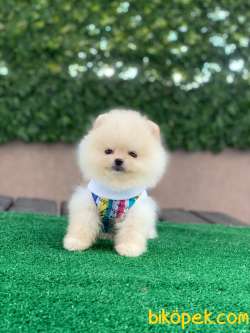 Ayıcık Yüzlü Pomeranian Boo 2