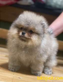 Ayıcık Yüzlü Pomeranian Boo Yavrular 1