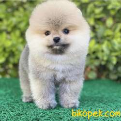 Ayıcık Yüzlü Pomeranian Boo Yavrular 3