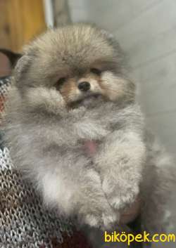 Ayıcık Yüzlü Pomeranian Boo Yavrular 2