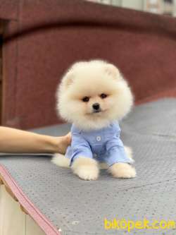 Ayıcık Yüzlü Pomeranian Boo Yavrular 5