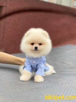 Ayıcık Yüzlü Pomeranian Boo Yavrular 2