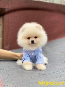 Ayıcık Yüzlü Pomeranian Boo Yavrular 1