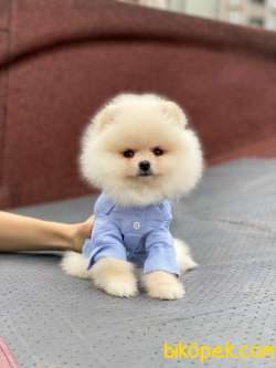 Ayıcık Yüzlü Pomeranian Boo Yavrular 4