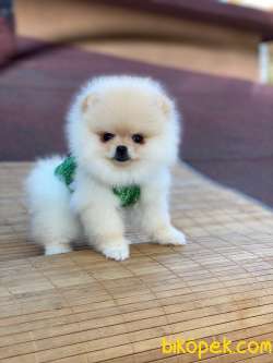 Ayıcık Yüzlü Pomeranian Boo Yavrular 2