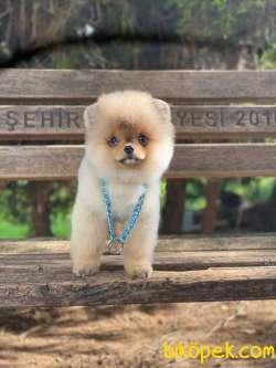 Ayıcık Yüzlü Pomeranian Boo Yavrular 4