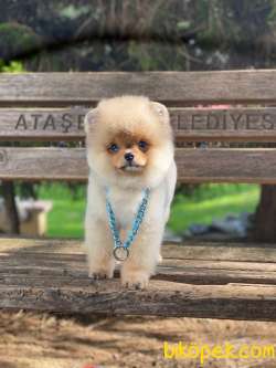 Ayıcık Yüzlü Pomeranian Boo Yavrular 2