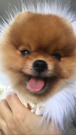 Ayınsurat Orjinal Pomeranian Boo Oyuncu Eğitimli 3