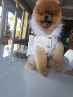 Ayınsurat Orjinal Pomeranian Boo Oyuncu Eğitimli 2