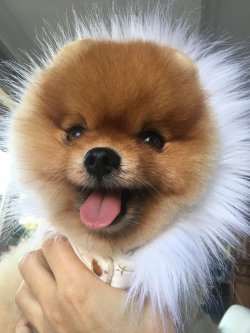 Ayınsurat Orjinal Pomeranian Boo Oyuncu Eğitimli 4