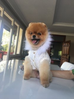 Ayınsurat Orjinal Pomeranian Boo Oyuncu Eğitimli 1