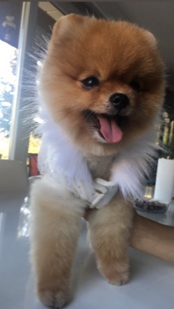 Ayınsurat Orjinal Pomeranian Boo Oyuncu Eğitimli 5