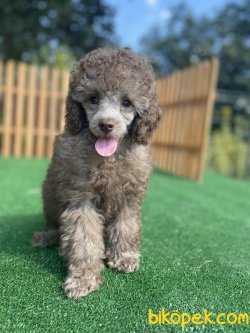 AZ BULUNAN ÖZEL RENK LİLAC POODLE BEBEĞİMİZ 3