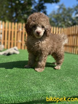 AZ BULUNAN ÖZEL RENK LİLAC POODLE BEBEĞİMİZ 2