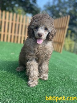 AZ BULUNAN ÖZEL RENK LİLAC POODLE BEBEĞİMİZ 1