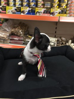 Satılık Chihuahua Teacup Yavrular 1