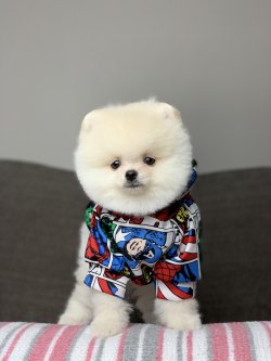 Şecereli Ayı Surat Pomeranian Boo Yavrularimiz 1