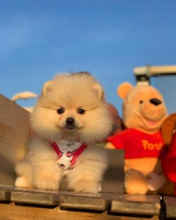 Beyaz PomeranianBoo Yavrularımızdan 5