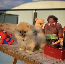 Yarışma Düzeyi PomeranianBoo Yavrularımızdan 2