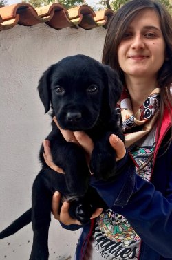 Sevimli Labrador Retriever Yavrularımız 4