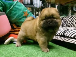 CHOW CHOW YAVRULARIMIZ 4