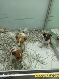 Büyümeyen Kısa Boylu Jack Russel Yavrular 2