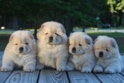 Ruhsatlı Köpek Çiftliğinden A Kalite CHOW CHOW Yavru 1