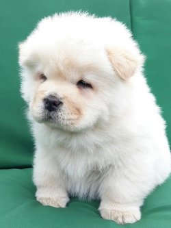 Satılık Chow Chow Yavruları 5