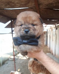 RUHSATLI KÖPEK ÇİFTLİĞİNDEN CHOWCHOW YAVRULARI 2