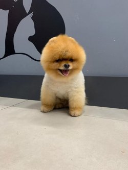 SAFKAN VE SAĞLIKLI POMERANİANBOO 3