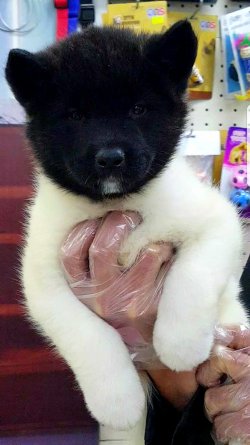 American Akita İnu Yavrularimiz 2