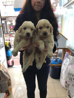 Golden Retriever Dişi Erkek 1
