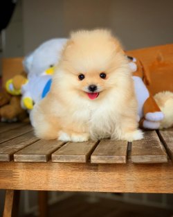 Ab Pasaportu Mevcut, Teddybear Yüz Yapısına Sahip 2