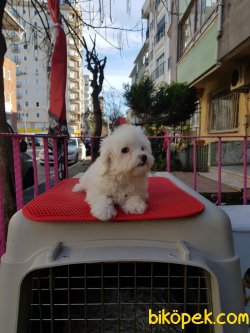 60 Günlük Kar Beyaz Terrier 2