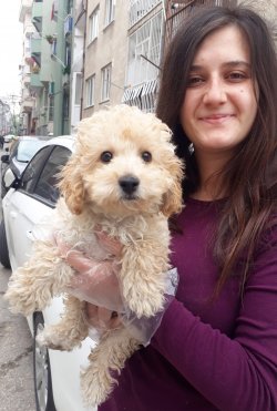 Minyatür Poodle Yavrularımız 4