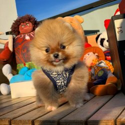 3 Aylık Erkek PomeranianBoo Yavrularımızdan 3