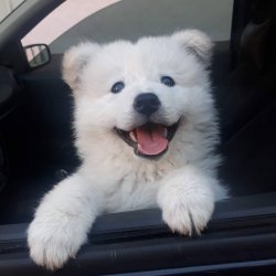 Çiftliğimizden Samoyed Yavrularımız 1
