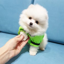 Pomeranian Boo Dişi Ve Erkek Yavrularımız 3